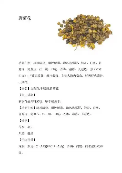 野菊花的作用与功效