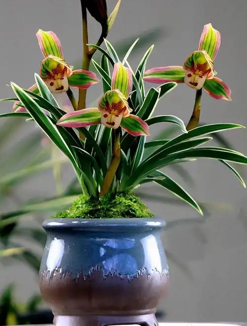 阳台种一盆"建兰名花",香气迷人,花开后仙气十足,适合新手|兰花|叶子|