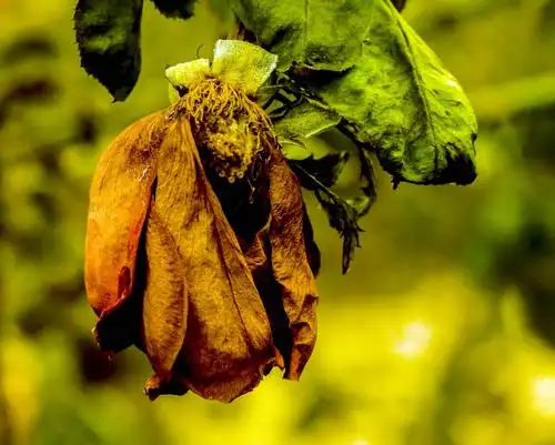 偶遇残花,花开更美,凋谢的花蕊人是醉.一花一世界,一叶一菩提.