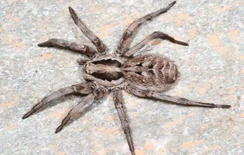 p>狼蛛属 a target="_blank" href="/item/蜘蛛/6152" data-lemmaid=