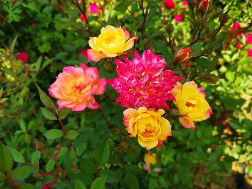 月季品种介绍之   婴儿假面舞会  婴儿假面舞会,德国1955年育成,英文