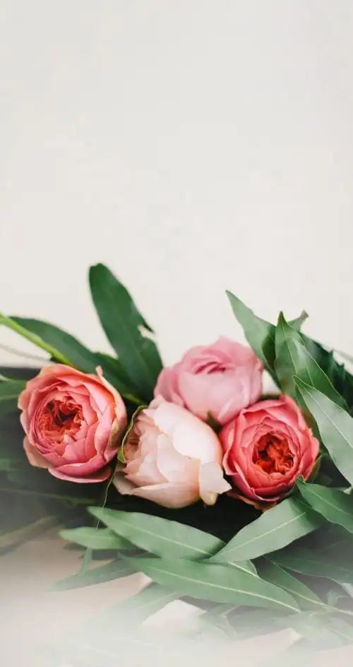 你比花儿更美丽,鲜花背景图分享,总有一张你会喜欢