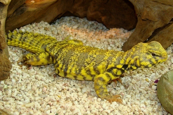 撒哈拉刺尾蜥尾巴上遍布棘状刺能耐受54度高温