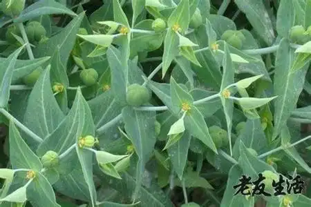 软疣中草药,治软疣民间好偏方可治瘀 -云南药材网—云南中药材信息