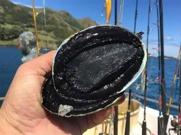 新西兰大黑金鲍