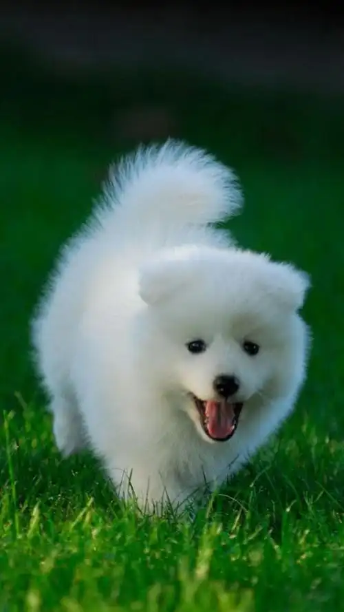 宠物狗狗图片(6)_唯美图片