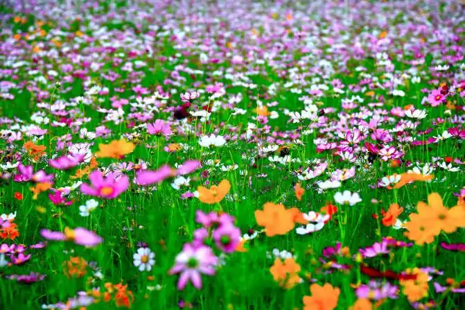 惠州花香泰美,这里把春天和爱一起留住