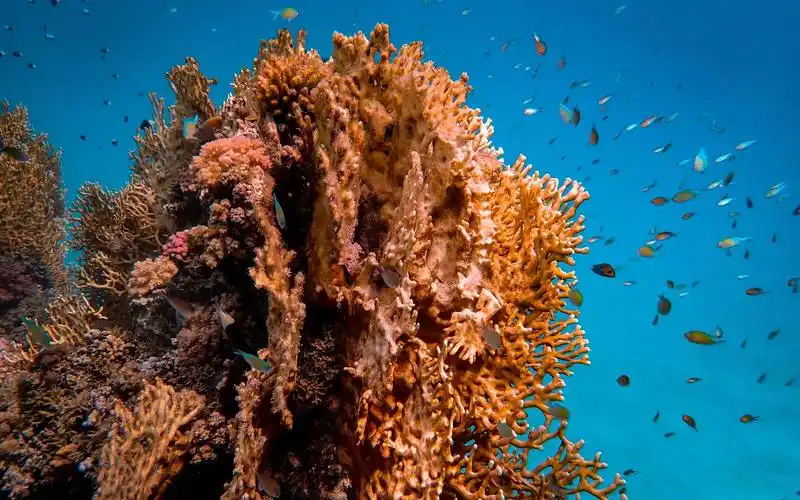 隐秘的海底世界绝美风光