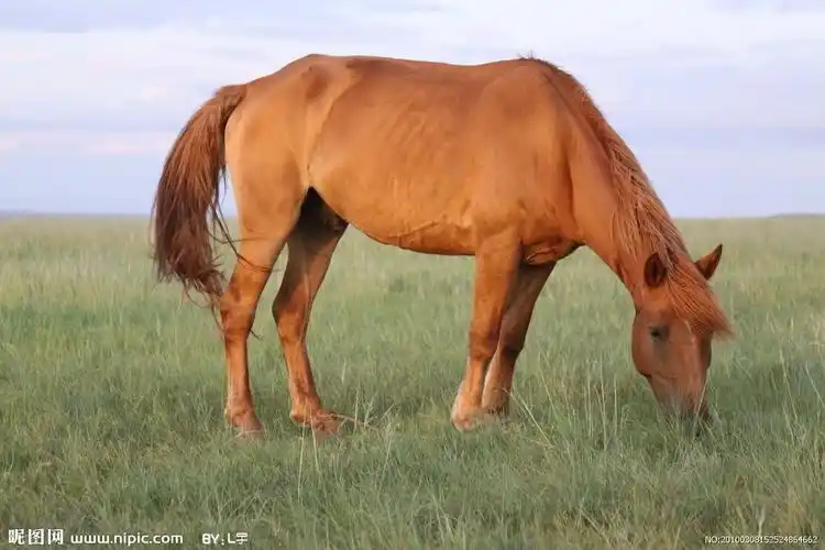 草原之马摄影图__家禽家畜_生物世界_摄影图库_昵图网nipic.com