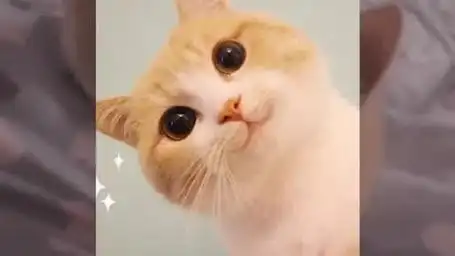 那些网红小猫咪是什么品种