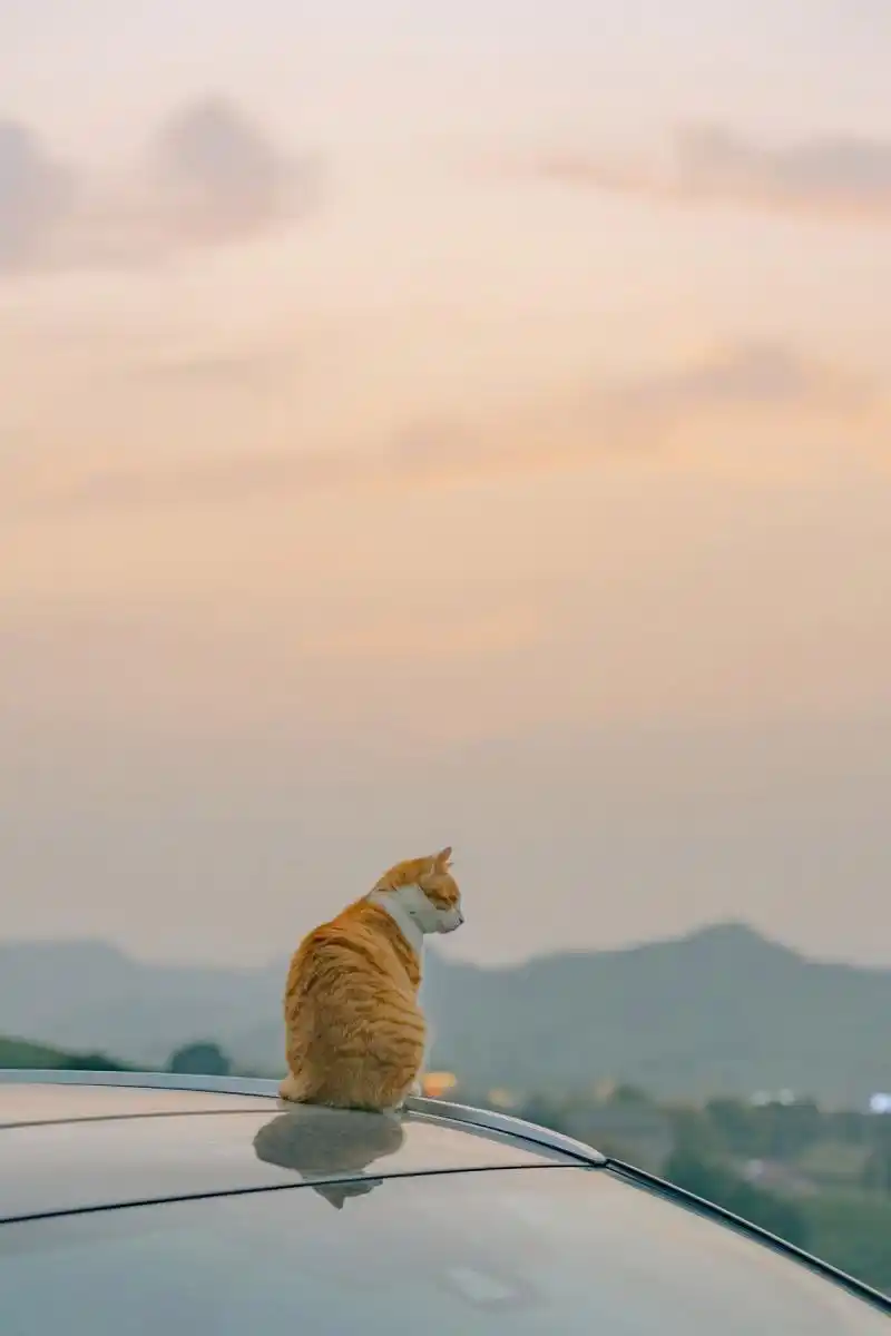 猫咪壁纸 你想要拥抱所有的小可爱?精选猫咪壁纸,让爱随时陪伴!