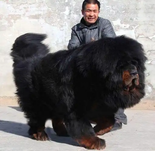 当年的藏獒泡沫有多夸张一条能换北京2套房专人给獒整容植发