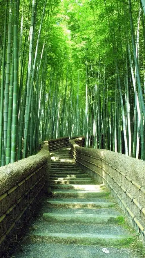 手机壁纸绿色植物 清凉竹林风小清新图片