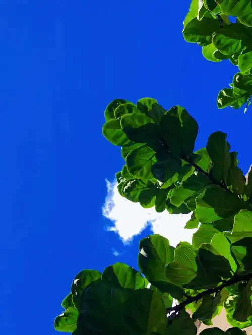 自然存在的天然色安静得很唯美