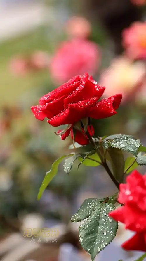 【月季花开【47】摄影图片】生态摄影_太平洋电脑网摄影部落