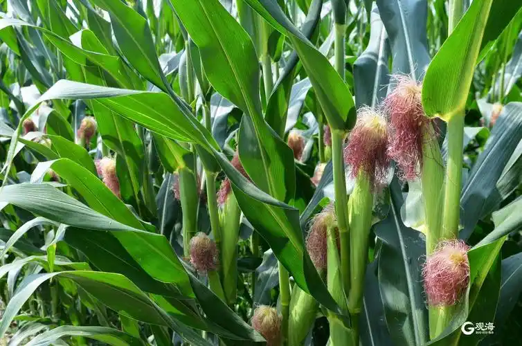 秋风凉玉米成熟