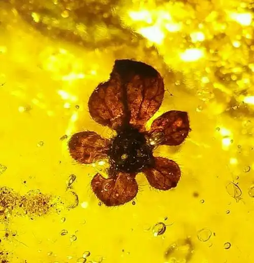 这个时期被子植物刚刚萌芽,因此,在白垩纪琥珀中,被子植物花朵显得尤