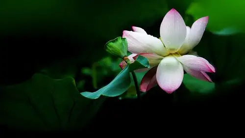 雨荷电脑屏保图分辨率r1920x1080