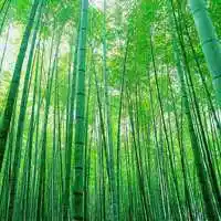 淡雅的竹林头像 绿色清新竹林头像大图_微信头像图片大全