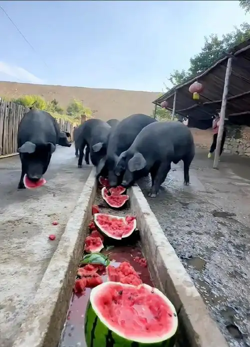 韩国小哥不信中国拿西瓜喂猪