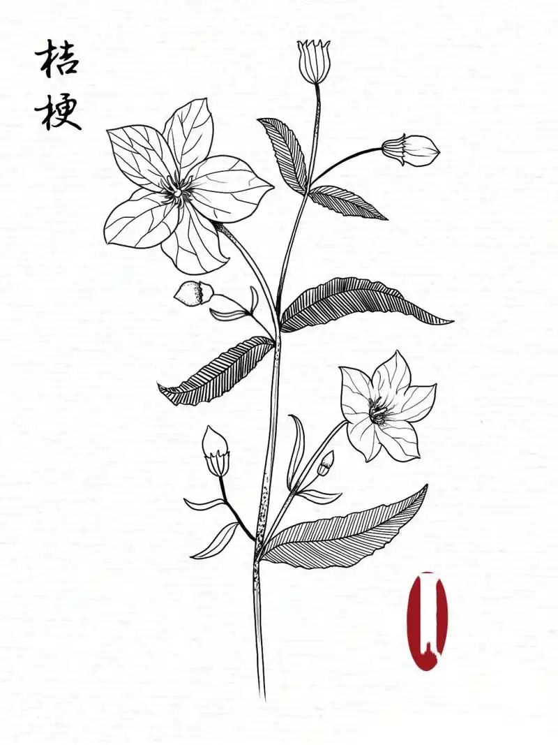 线描练习|花卉线稿|桔梗(附过程) 图源书本:《一笔一世界》 工具04