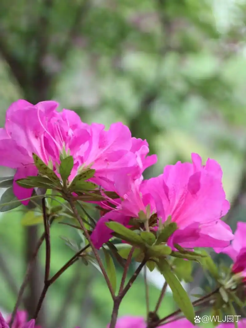 摄影爱好者联盟# #随手拍春天# #一年赏花时#杜鹃花,山里人都叫她