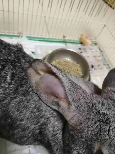 兔兔耳朵肿了,该怎么治疗?求帮忙?