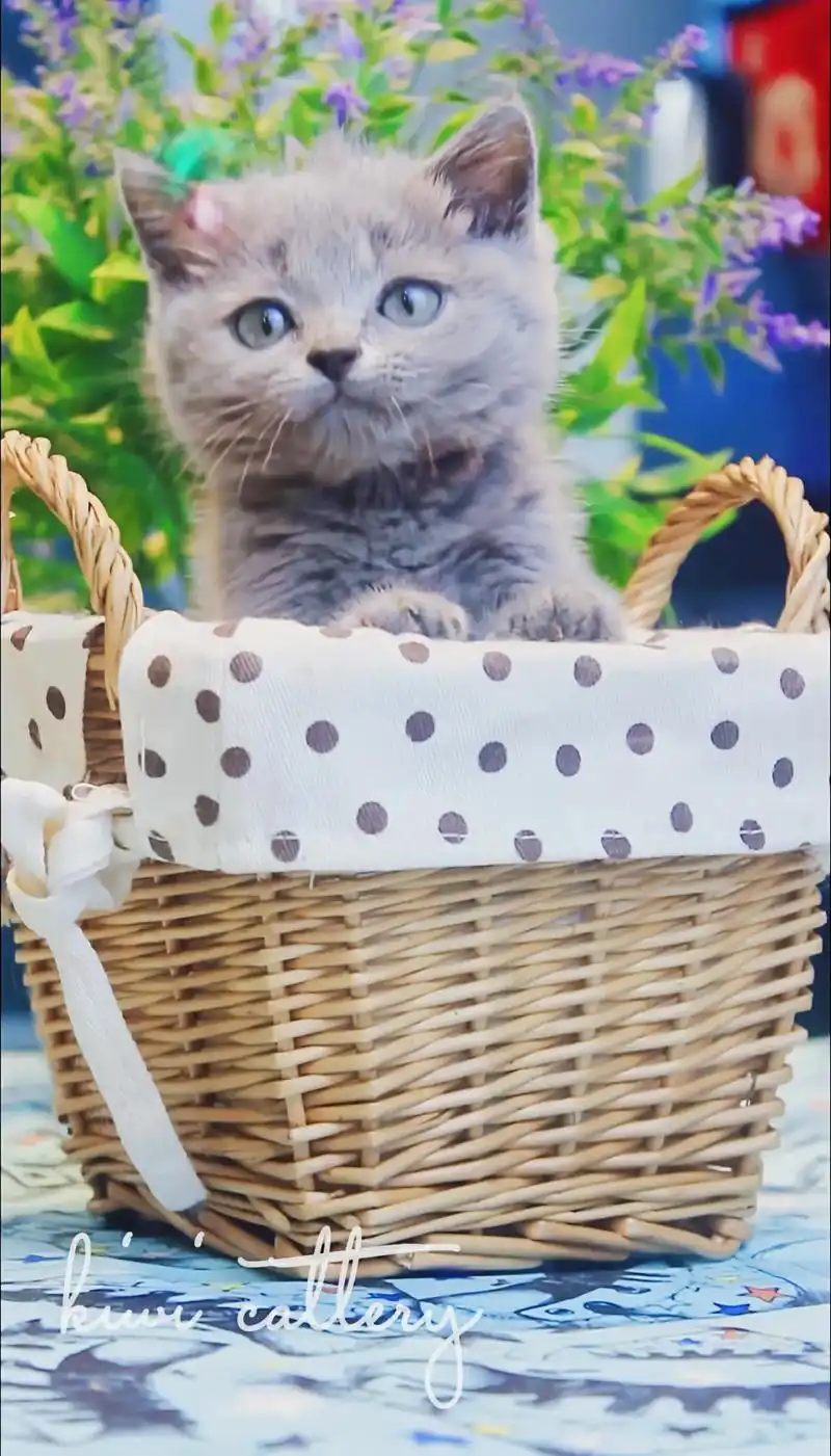 图集 #可爱猫猫图片 #新手养猫   推荐新手养的猫#英短 - 抖音