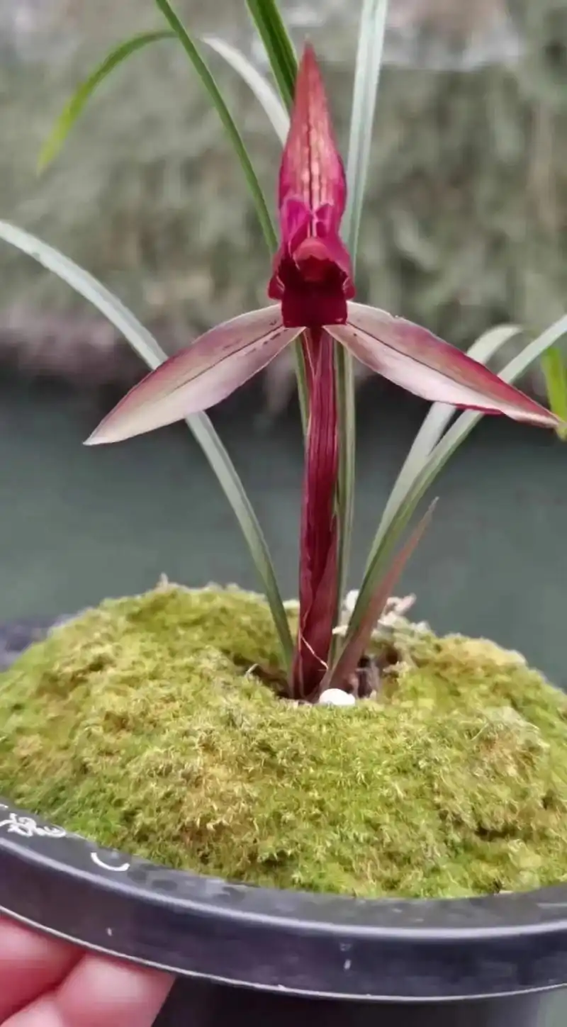 玫瑰红素,龙头一发二大芽.#春兰 #四川 #兰花 #国兰 # - 抖音