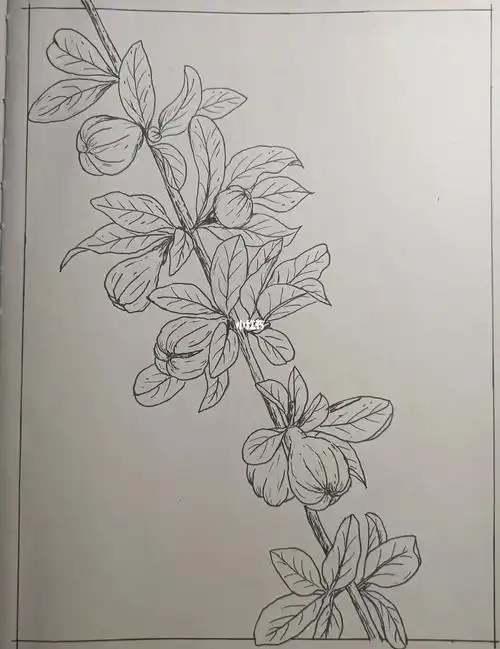 瞎画系列石榴花