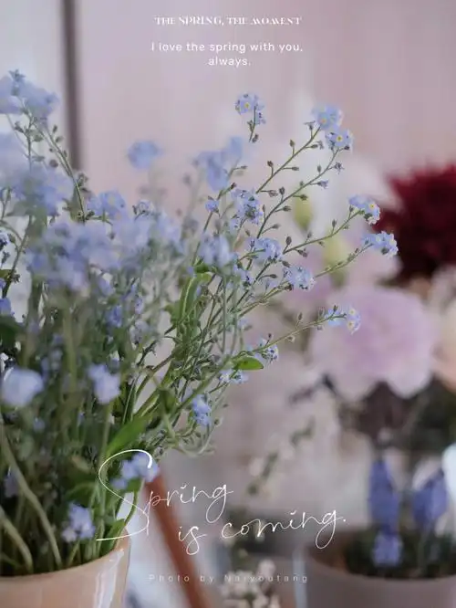 早春蓝色系花花09法国勿忘我70葡萄风信子