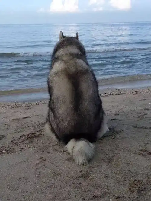 二哈:回眸一笑 "我美吗?