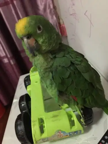 江西出小黄帽 超级亲人 胆大