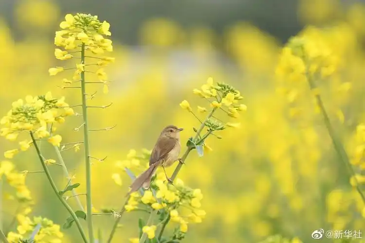 春日鸟语花香壁纸