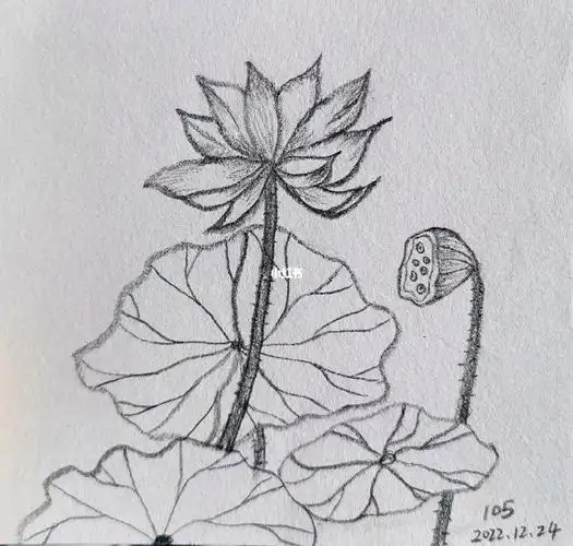 素描风景铅笔画冬季速写夏日荷花