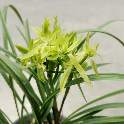 兰花花苗春兰花开富贵绿植盆栽大奇奇花好养浓香国兰