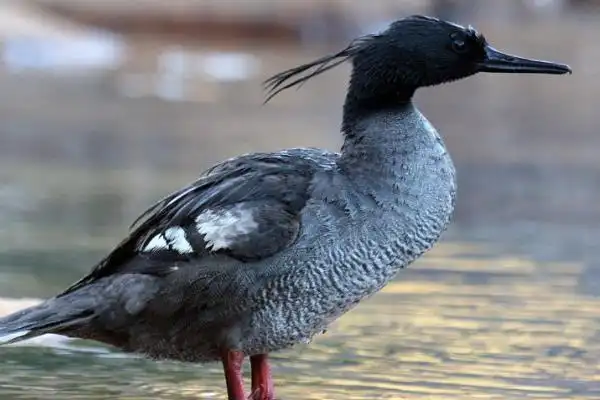 目前全球六大最濒危水禽之一:褐秋沙鸭不足250只