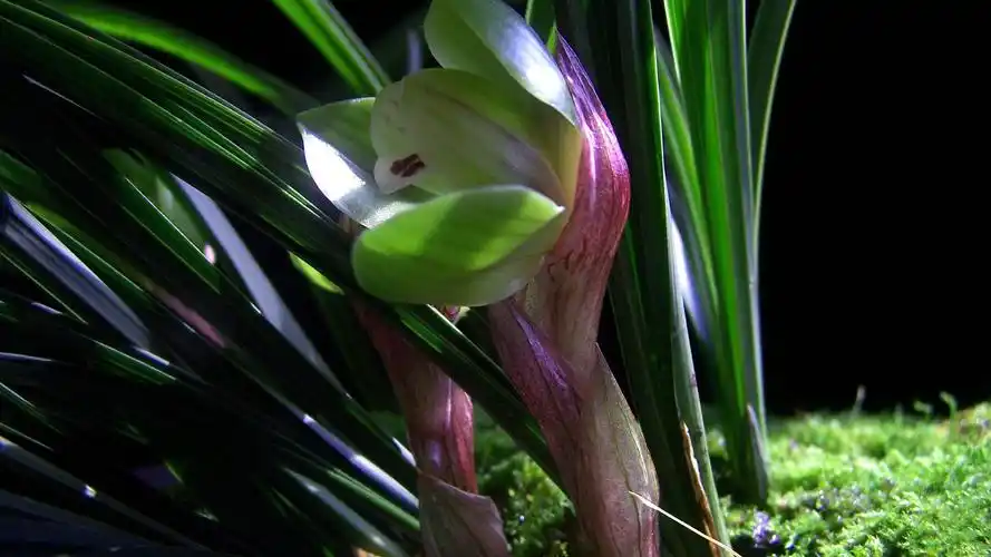 春兰花图片高清电脑桌面壁纸