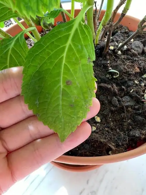 绣球叶子这样是怎么了