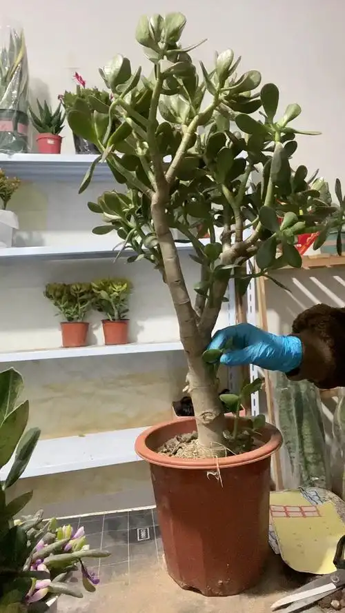 红叶老桩玉树修剪造型