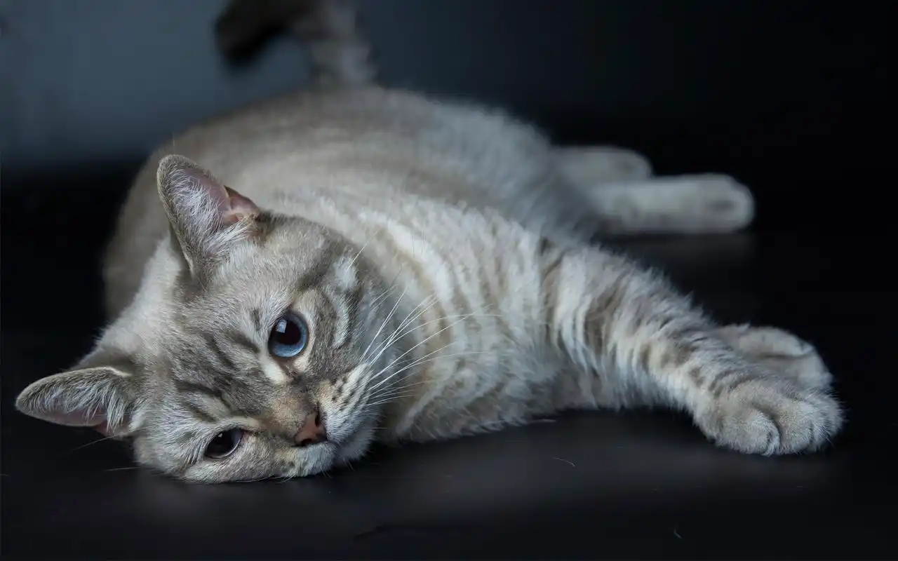 首页 桌面壁纸 动物壁纸 萌宠喵星人呆萌可爱高清桌面壁纸1920_1200