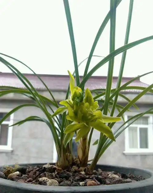 余蝴蝶兰花春兰蕙兰建兰四季兰寒兰除甲醇办公室阳台客厅绿植盆栽