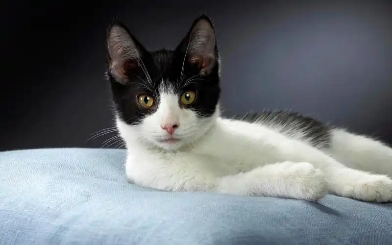 网|ps教程|psd模板|照片处理|ps素材|背景图片|字体下载|ps笔刷下载]