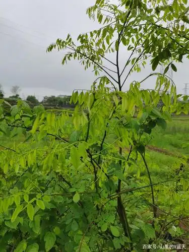 农村这种树,原来是黄檀木,据说论斤卖