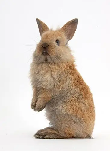 仔,兔子,幼,站立