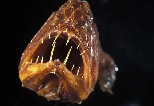 吓死人!探秘全球十大最恐怖的恶魔鱼