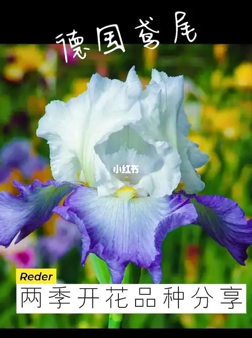 德国鸢尾春秋两季开花品种分享精华帖③
