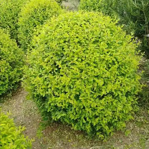 基地长期批发金冠女贞球,价格实惠湖南桂花树造型罗汉松红叶石楠