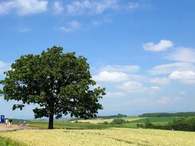 漂亮的日本北海道田园风光图片ps素材38p