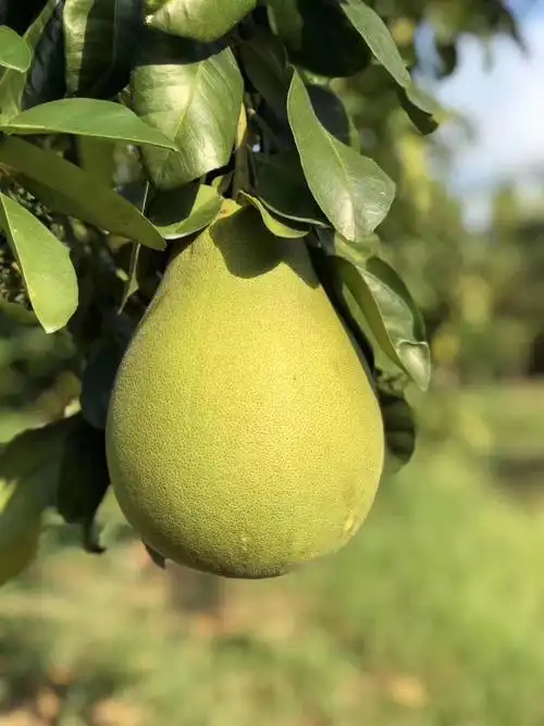 云南西双版纳 庆州柚子新鲜白心蜜柚时令水果10斤 10斤